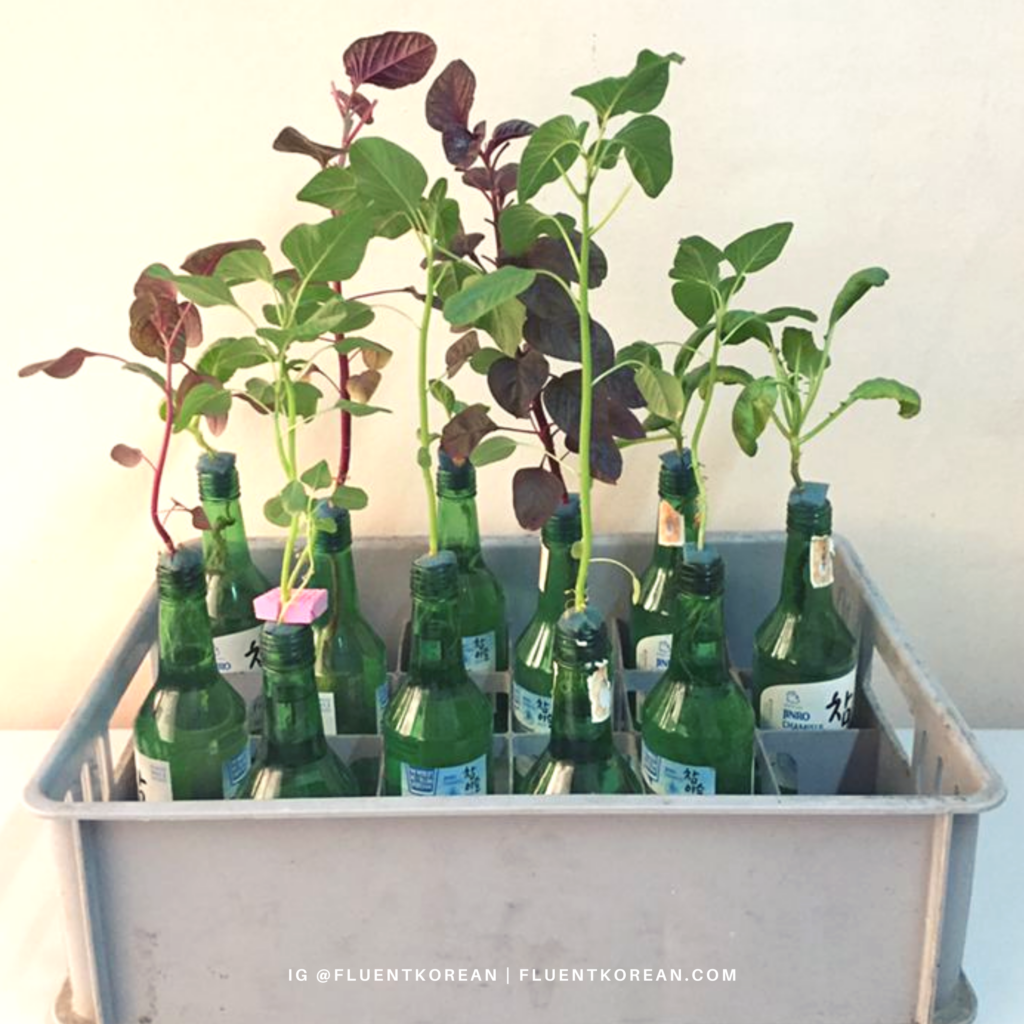 soju bottle hydroponics