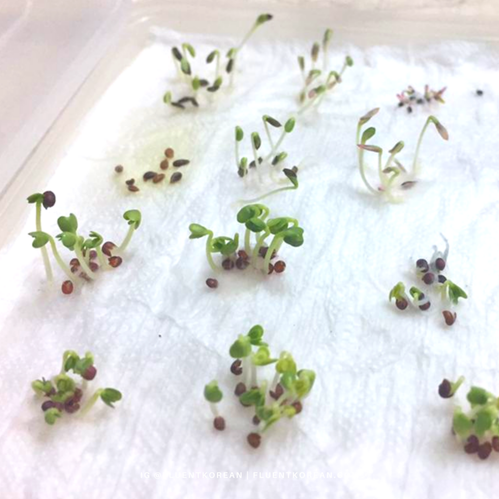 Germinating seeds using the paper towel method