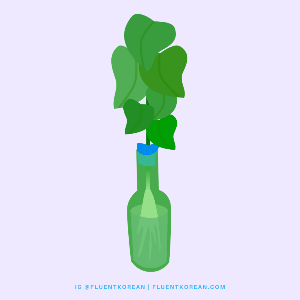 Soju bottle hydroponics