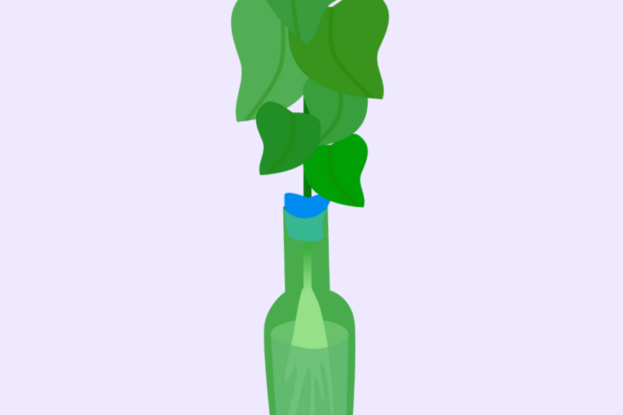 Soju Bottle Hydroponics